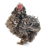 Curly Feathered chicken Pekin