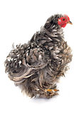 Curly Feathered chicken Pekin