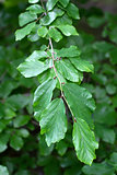 Branch of a Persian Ironwood (lat. Parrotia persica)