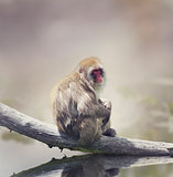 Japanese Macaque 