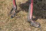 Ostrich feet