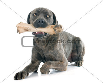 italian mastiff and bone