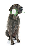 italian mastiff and flower