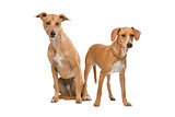 Two Brown and White Podenco dogs