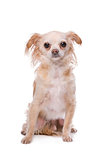 Mixed breed Chihuahua dog