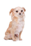 Mixed breed Chihuahua dog