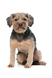 mixed breed Yorkshire Terrier