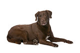Chocolate Labrador dog
