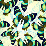 Seamless pattern with bright butterflies. Vector illustration, EPS 10