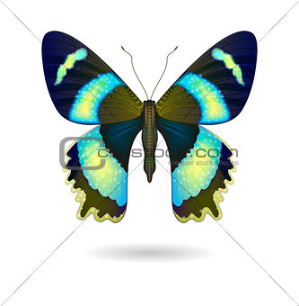 Vector  bright Butterfly isolated. EPS 10