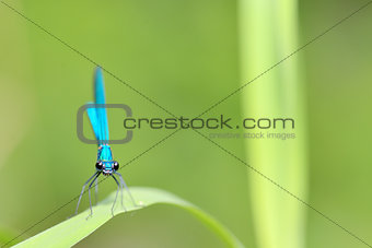 dragonfly in forest