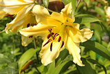 Yellow lilies blooming on a flowerbed