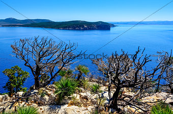 Ocean landscape with dry trees and bushes, Sardinia