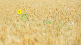 sunflower in cereal field