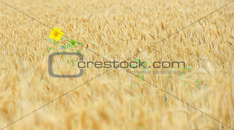 sunflower in cereal field
