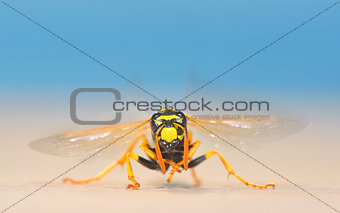 European giant hornet 
