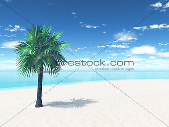 Sandy beach with palm tree