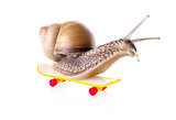 Garden snail on skateboard