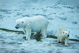 Polar bear with cub.