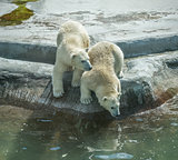 Two polar bear cubs.