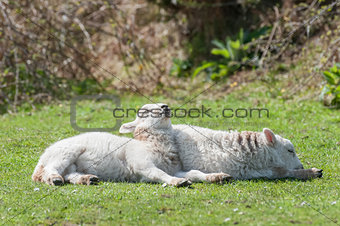 sunbathing lambs