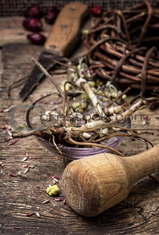 medicinal herbs and roots