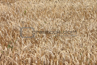 Field of wheat. Natural color