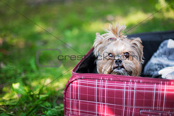 Yorkshire Terrier sitting into suitcase