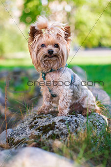 Yorkshire Terrier smiling at camera