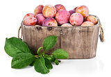 Fresh plums in wooden basket with green leaves