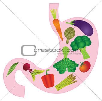Human Stomach Anatomy with Vegetables Illustration