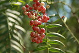 a bunch of berries on a green backdrop 