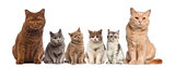 Group of British Shorthairs sitting in front of a white backgrou
