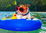 beach summer dog