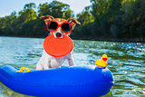 beach summer dog 