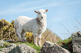 lamb in springtime
