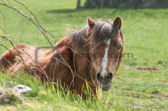 pony in a field