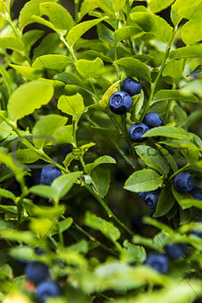 Bilberry, whortleberry or European blueberry