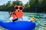 beach summer dog selfie