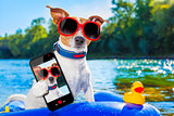 beach summer dog selfie
