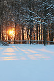 Bright orange sunset between trees in the snow. 
