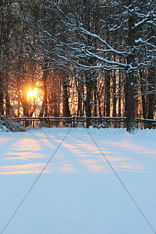 Bright orange sunset between trees in the snow. 