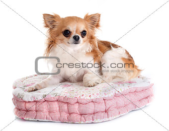 chihuahua on cushion