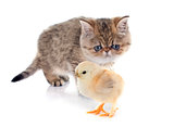 persian kitten and chick
