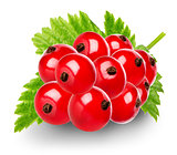 Red berries of currant