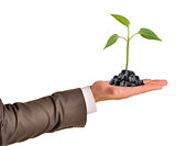 Plant in businessmans hand