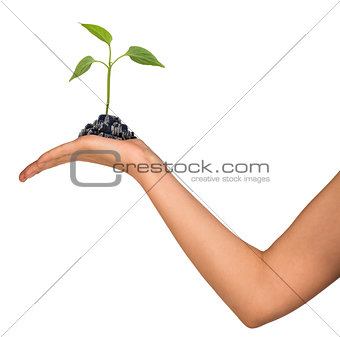 Plant in womans hand