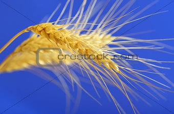 spikelets and grains of wheat