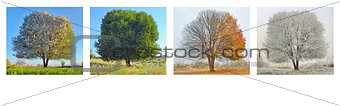 alone tree in four season