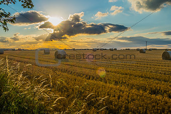 freshly cut straw bales in a field at sunset with lens flare from sun